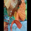 … das Besondere sind jedoch die goldmetallisch schimmernden, behaarten Blätter,